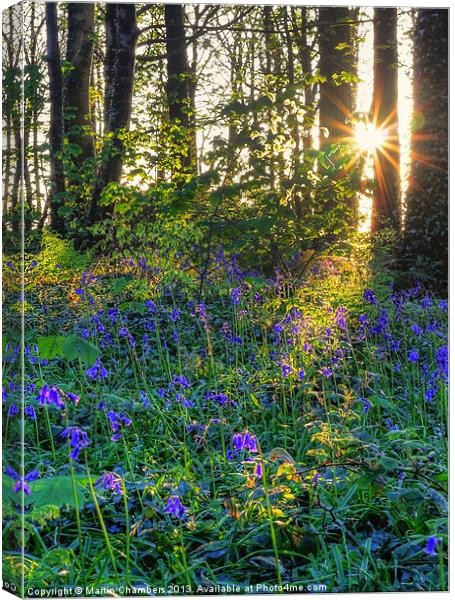 Bluebell Wood Canvas Print by Martin Chambers