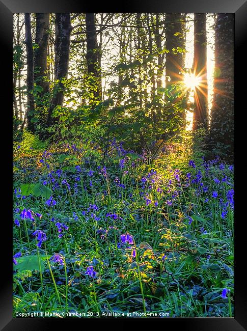 Bluebell Wood Framed Print by Martin Chambers