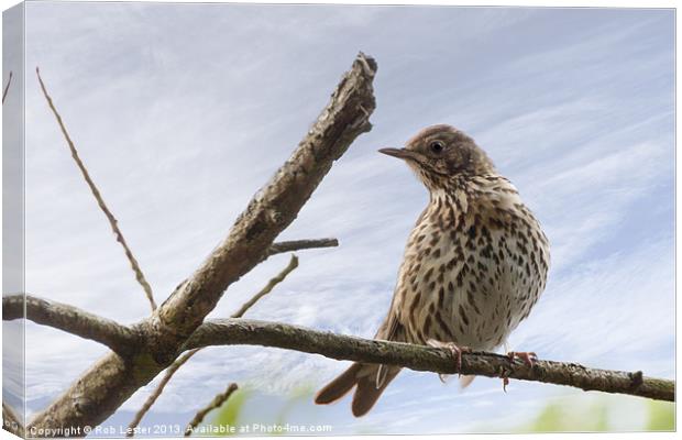 Song thrush ( Turdus philomelos) Canvas Print by Rob Lester
