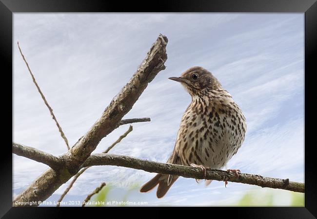 Song thrush ( Turdus philomelos) Framed Print by Rob Lester