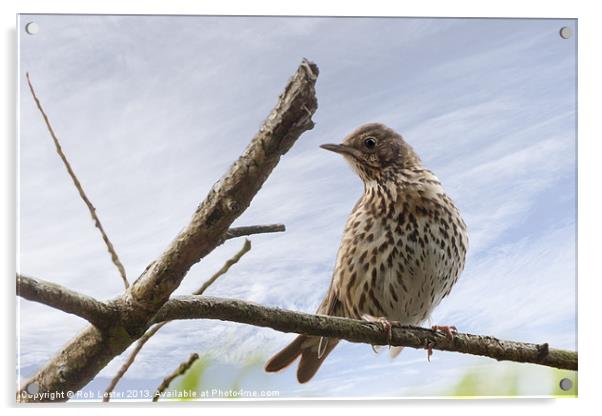 Song thrush ( Turdus philomelos) Acrylic by Rob Lester