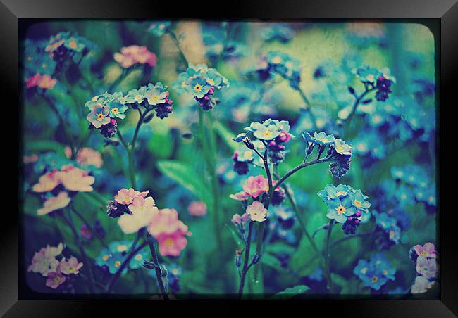 Pink & Blue. Framed Print by Rosanna Zavanaiu