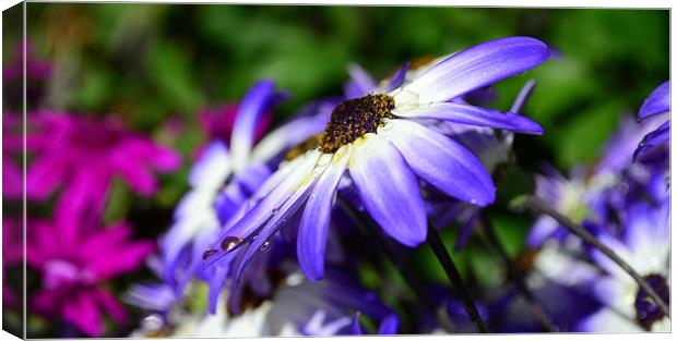 Colour Purple Canvas Print by barbara walsh