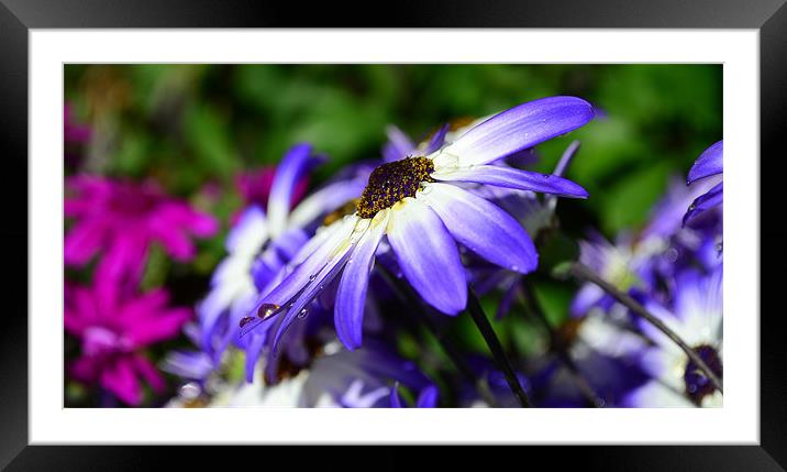 Colour Purple Framed Mounted Print by barbara walsh