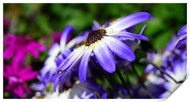 Colour Purple Print by barbara walsh