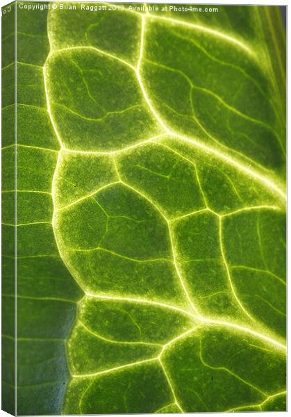 Abstract Leaf Vein macro Canvas Print by Brian  Raggatt