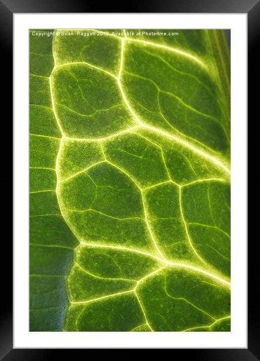 Abstract Leaf Vein macro Framed Mounted Print by Brian  Raggatt