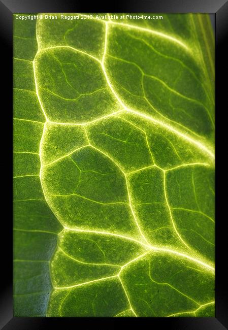 Abstract Leaf Vein macro Framed Print by Brian  Raggatt
