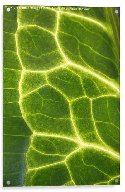 Abstract Leaf Vein macro Acrylic by Brian  Raggatt