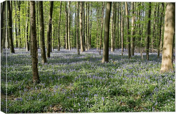 bluebells woodland Canvas Print by Jo Beerens