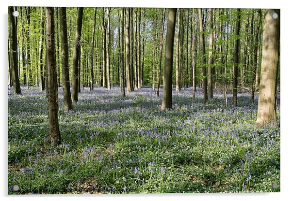 bluebells woodland Acrylic by Jo Beerens