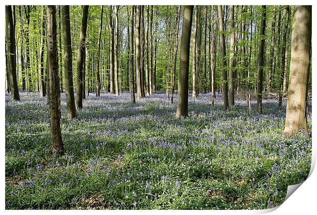 bluebells woodland Print by Jo Beerens