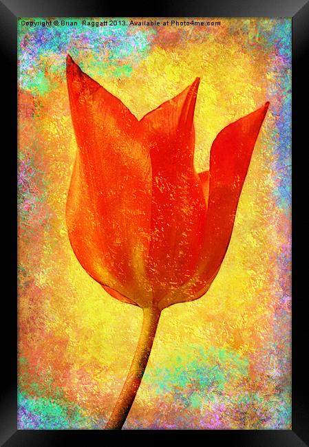 Textured Tulip Framed Print by Brian  Raggatt