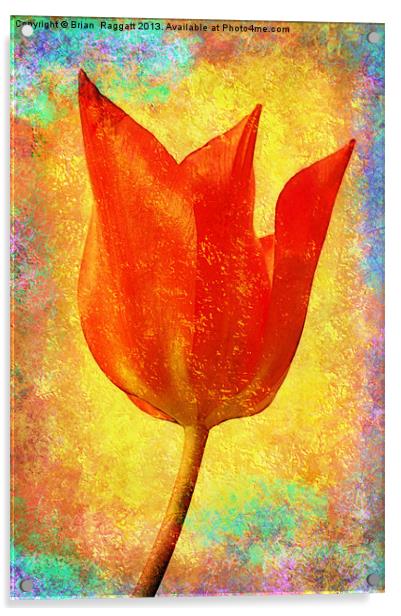 Textured Tulip Acrylic by Brian  Raggatt