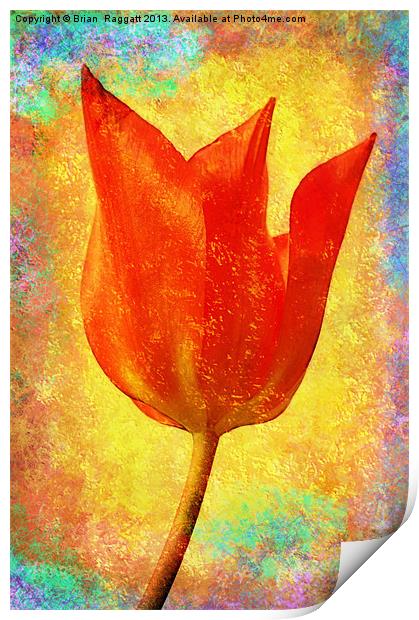 Textured Tulip Print by Brian  Raggatt