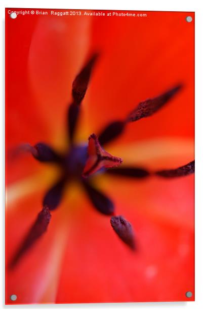 Tulip heart macro Acrylic by Brian  Raggatt