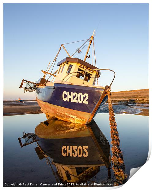 Seafisher portrait Print by Paul Farrell Photography