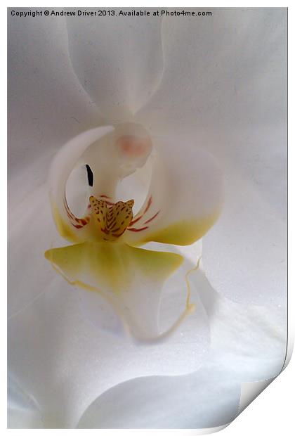 Phalaenopsis Print by Andrew Driver