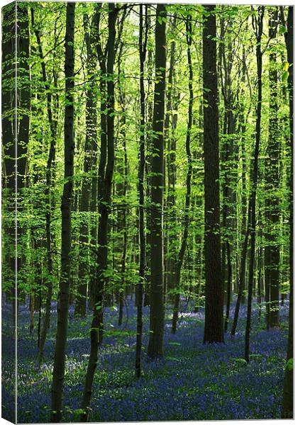 bluebell woodland Canvas Print by Jo Beerens