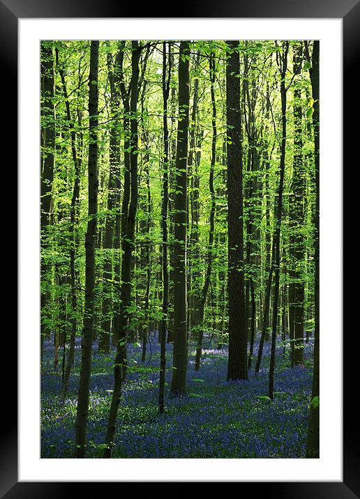 bluebell woodland Framed Mounted Print by Jo Beerens