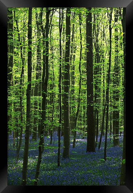 bluebell woodland Framed Print by Jo Beerens