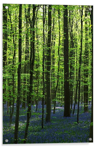 bluebell woodland Acrylic by Jo Beerens