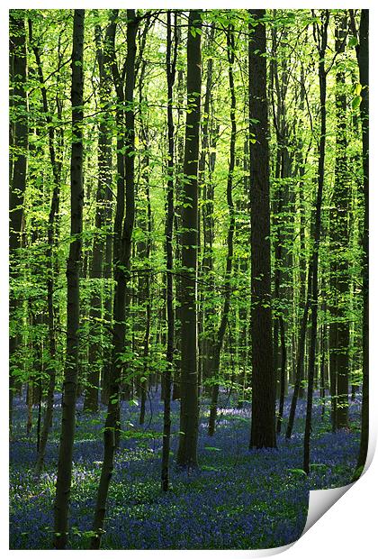 bluebell woodland Print by Jo Beerens