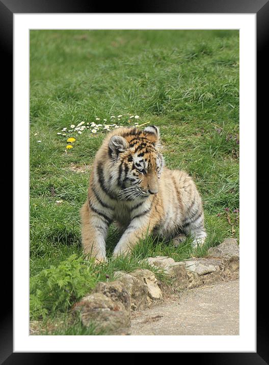 young cub Framed Mounted Print by Martyn Bennett