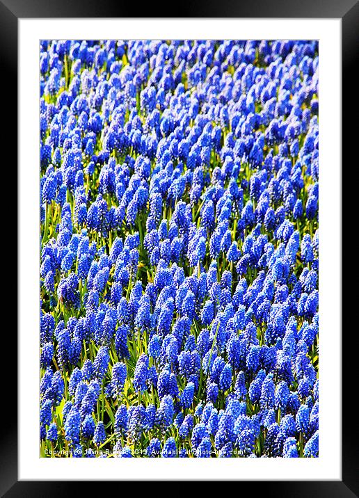 Muscari Early Magic Framed Mounted Print by Jasna Buncic