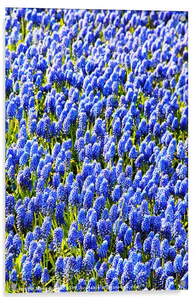 Muscari Early Magic Acrylic by Jasna Buncic