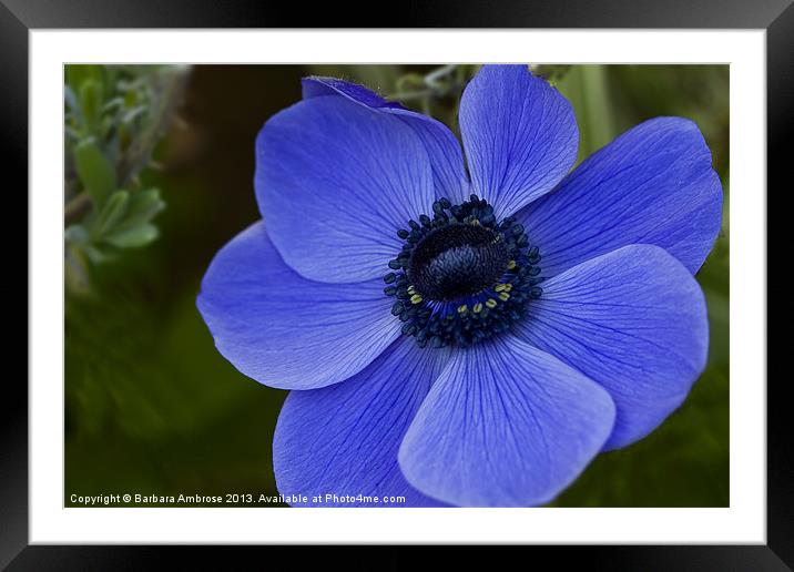blue anemone Framed Mounted Print by Barbara Ambrose