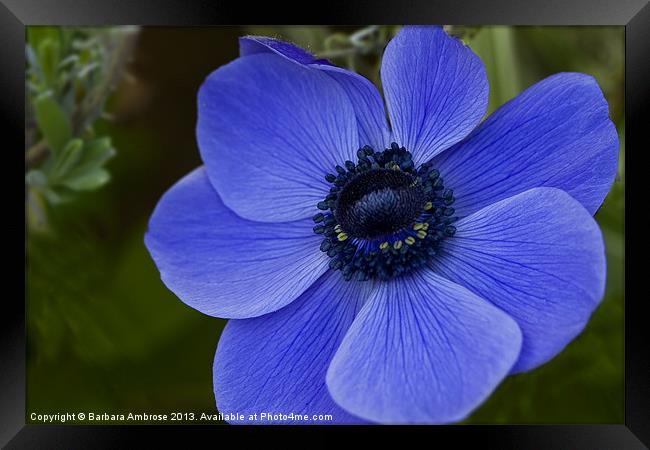 blue anemone Framed Print by Barbara Ambrose
