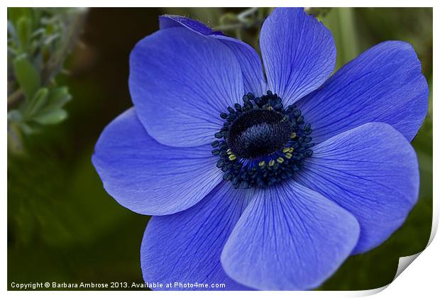 blue anemone Print by Barbara Ambrose