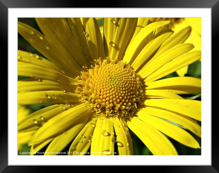 Summer Flower Framed Mounted Print by michelle whitebrook
