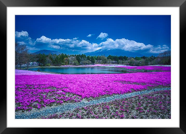 Phlox and Fuji Framed Mounted Print by Jonah Anderson Photography