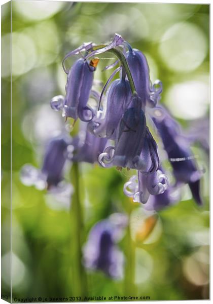 bluebell Canvas Print by Jo Beerens