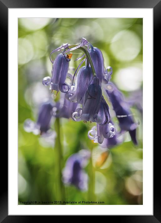 bluebell Framed Mounted Print by Jo Beerens