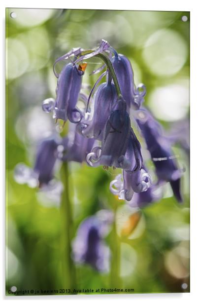 bluebell Acrylic by Jo Beerens