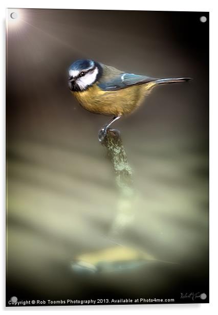 EARLY BIRD Acrylic by Rob Toombs