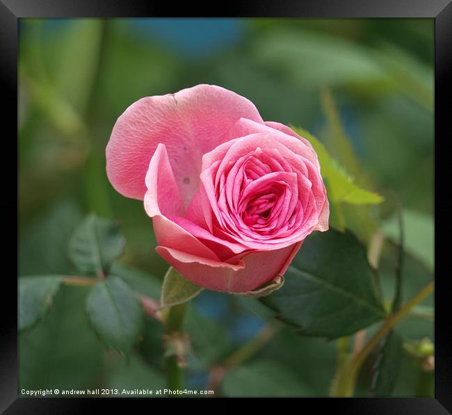 Pink Rose Framed Print by andrew hall