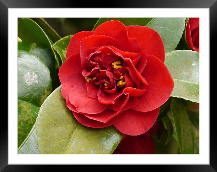 Red Flower Framed Mounted Print by sharon bennett