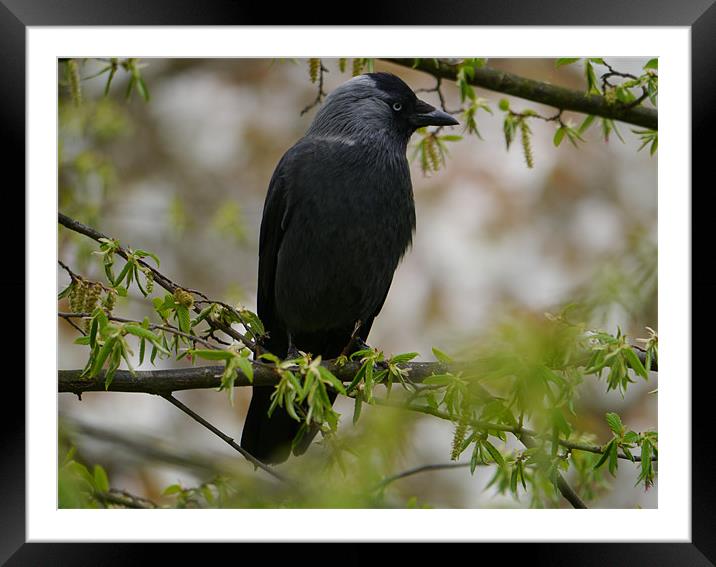 Jackdaw in a tree Framed Mounted Print by sharon bennett