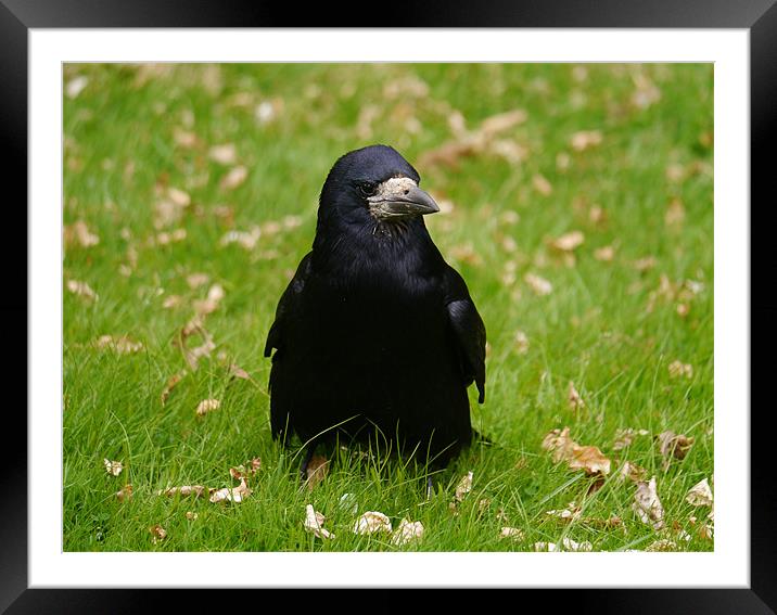 Hungry Rook Framed Mounted Print by sharon bennett
