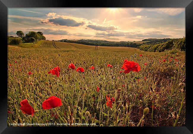 Poppies Framed Print by Stuart Gennery