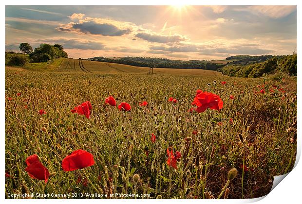 Poppies Print by Stuart Gennery