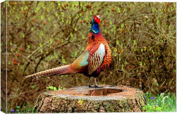 Ring-necked Pheasant Canvas Print by Doug McRae