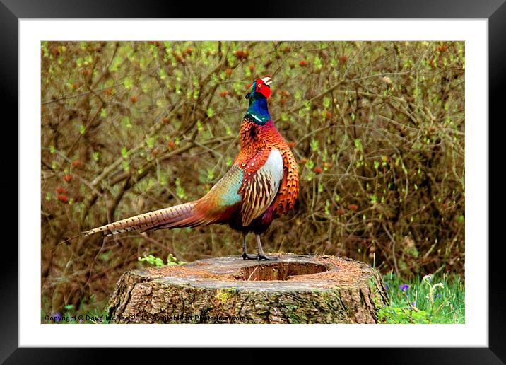 Ring-necked Pheasant Framed Mounted Print by Doug McRae