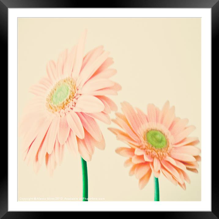 Pink Gerberas Framed Mounted Print by Alexia Miles
