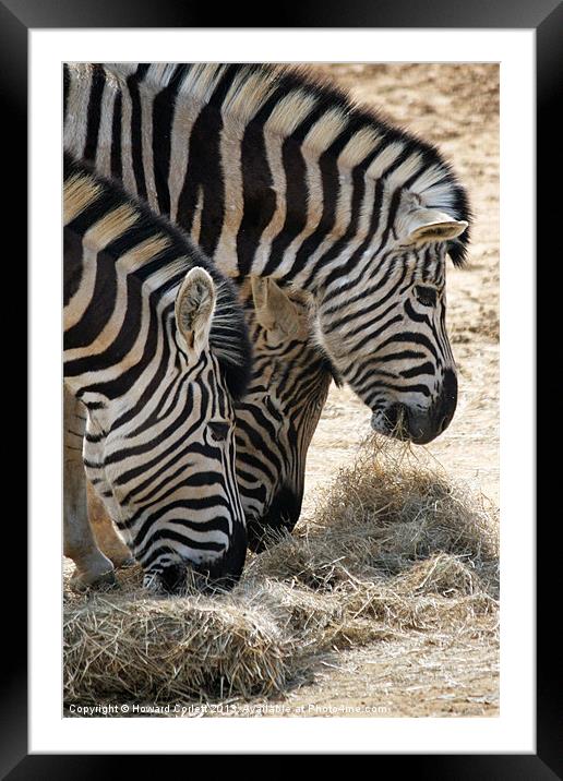 Zebra heads Framed Mounted Print by Howard Corlett