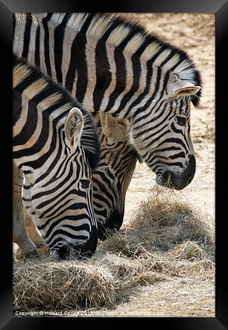Zebra heads Framed Print by Howard Corlett